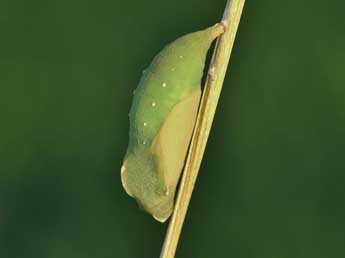  Chrysalide de Lasiommata megera L. - ©Lionel Taurand