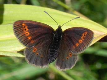 Erebia melampus Fuessly adulte - Philippe Mothiron