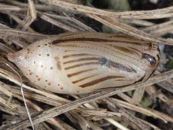  Chrysalide de Erebia melampus Fuessly - ©Wolfgang Wagner, www.pyrgus.de