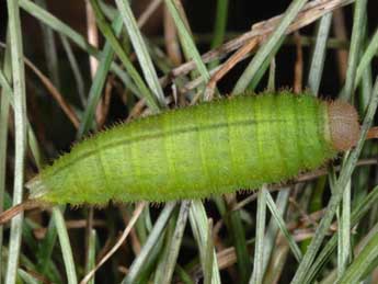  Chenille de Erebia meolans Prun. - Wolfgang Wagner, www.pyrgus.de