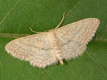 Scopula minorata Bsdv. adulte - ©Philippe Mothiron