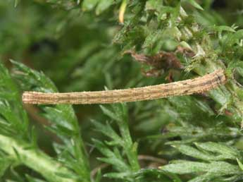  Chenille de Scopula minorata Bsdv. - Philippe Mothiron