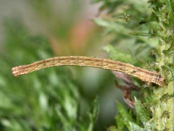  Chenille de Scopula minorata Bsdv. - Philippe Mothiron