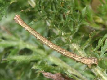  Chenille de Scopula minorata Bsdv. - ©Philippe Mothiron