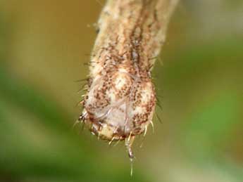  Chenille de Scopula minorata Bsdv. - ©Philippe Mothiron