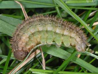  Chenille de Erebia montana Prun. - Wolfgang Wagner, www.pyrgus.de