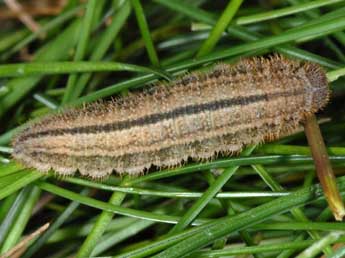  Chenille de Erebia montana Prun. - ©Wolfgang Wagner, www.pyrgus.de