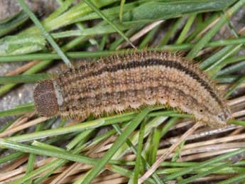  Chenille de Erebia montana Prun. - Wolfgang Wagner, www.pyrgus.de