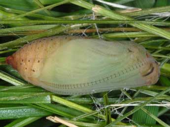  Chrysalide de Erebia montana Prun. - Wolfgang Wagner, www.pyrgus.de