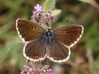 Aricia morronensis Ribbe adulte - ©Lionel Taurand