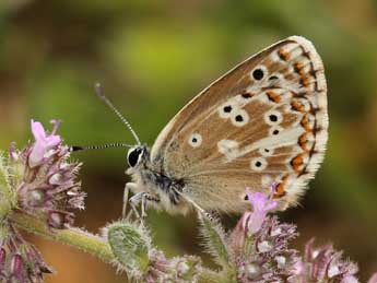 Aricia morronensis Ribbe adulte - Lionel Taurand