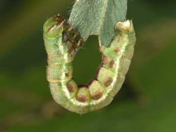  Chenille de Isturgia murinaria D. & S. - Philippe Mothiron