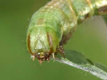  Chenille de Isturgia murinaria D. & S. - Philippe Mothiron