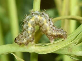  Chenille de Minoa murinata Scop. - ©Philippe Mothiron