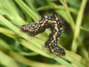  Chenille de Minoa murinata Scop. - ©Philippe Mothiron