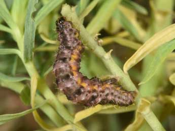  Chenille de Minoa murinata Scop. - ©Philippe Mothiron