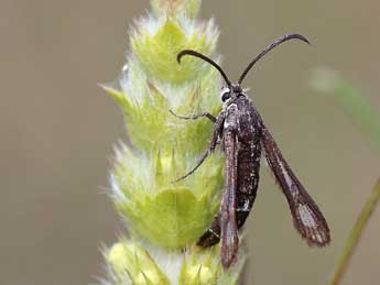 Chamaesphecia mysiniformis Bsdv. adulte - Dominique Testaert