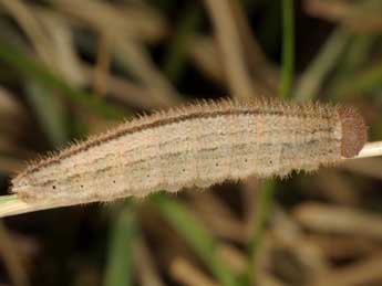  Chenille de Erebia neoridas Bsdv. - Wolfgang Wagner, www.pyrgus.de