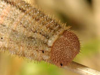  Chenille de Erebia neoridas Bsdv. - ©Wolfgang Wagner, www.pyrgus.de