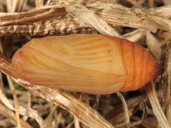  Chrysalide de Erebia neoridas Bsdv. - ©Wolfgang Wagner, www.pyrgus.de