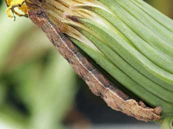  Chenille de Idaea nitidata H.-S. - Helmut Deutsch