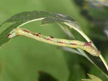  Chenille de Macaria notata L. - ©Philippe Mothiron