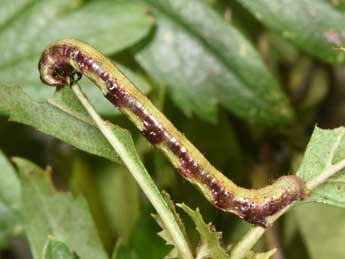  Chenille de Macaria notata L. - ©Philippe Mothiron