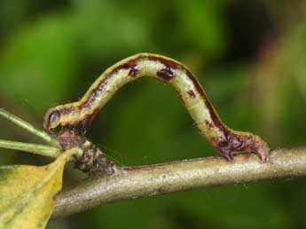  Chenille de Macaria notata L. - Philippe Mothiron