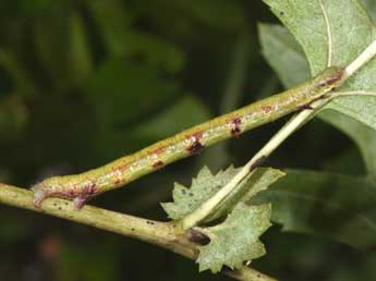  Chenille de Macaria notata L. - Philippe Mothiron