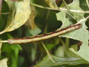  Chenille de Macaria notata L. - ©Philippe Mothiron