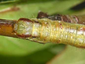  Chenille de Macaria notata L. - ©Philippe Mothiron