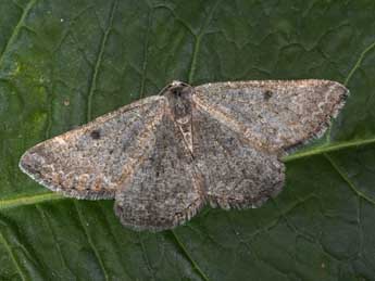 Gnophos obfuscata D. & S. adulte - Philippe Mothiron