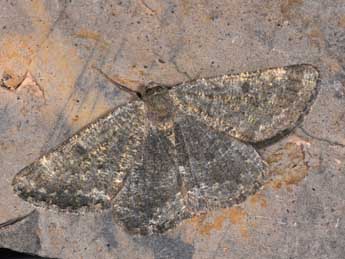 Gnophos obfuscata D. & S. adulte - Philippe Mothiron