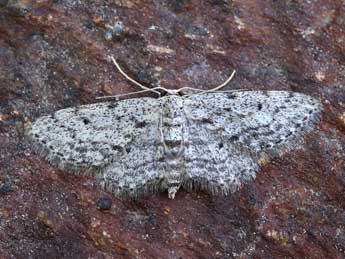 Idaea obliquaria Trti adulte - Lionel Taurand