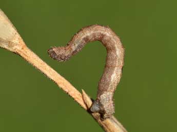  Chenille de Idaea obliquaria Trti - ©Lionel Taurand