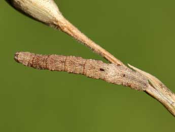  Chenille de Idaea obliquaria Trti - ©Lionel Taurand