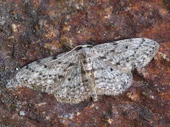 Idaea obliquaria Trti adulte - ©Lionel Taurand