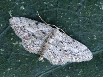 Idaea obliquaria Trti adulte - Lionel Taurand