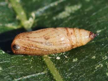  Chrysalide de Idaea obliquaria Trti - ©Lionel Taurand