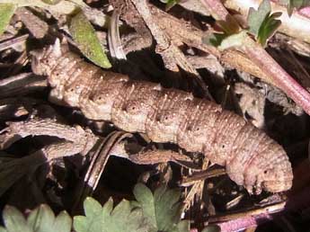  Chenille de Charissa obscurata obscurata D. & S. - ©Florian Nantscheff