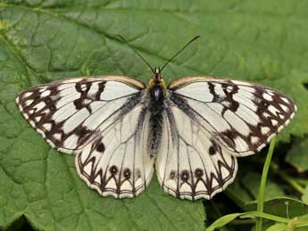 Melanargia occitanica Esp. adulte - Lionel Taurand