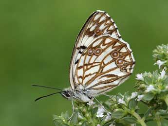 Melanargia occitanica Esp. adulte - ©Lionel Taurand