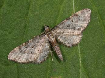 Eupithecia orphnata W. Pet. adulte - ©Philippe Mothiron