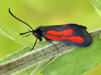 Zygaena osterodensis Reiss adulte - Lionel Taurand