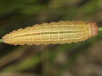  Chenille de Erebia ottomana H.-S. - Wolfgang Wagner, www.pyrgus.de