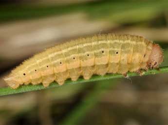  Chenille de Erebia ottomana H.-S. - Wolfgang Wagner, www.pyrgus.de