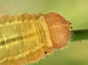  Chenille de Erebia ottomana H.-S. - Wolfgang Wagner, www.pyrgus.de