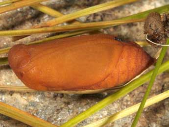  Chrysalide de Erebia ottomana H.-S. - ©Wolfgang Wagner, www.pyrgus.de