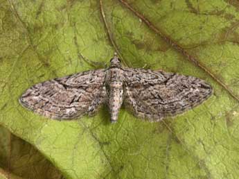 Eupithecia oxycedrata Rbr adulte - ©Philippe Mothiron