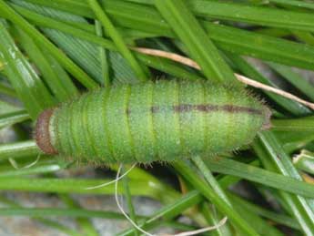  Chenille de Erebia pandrose Bkh. - Wolfgang Wagner, www.pyrgus.de